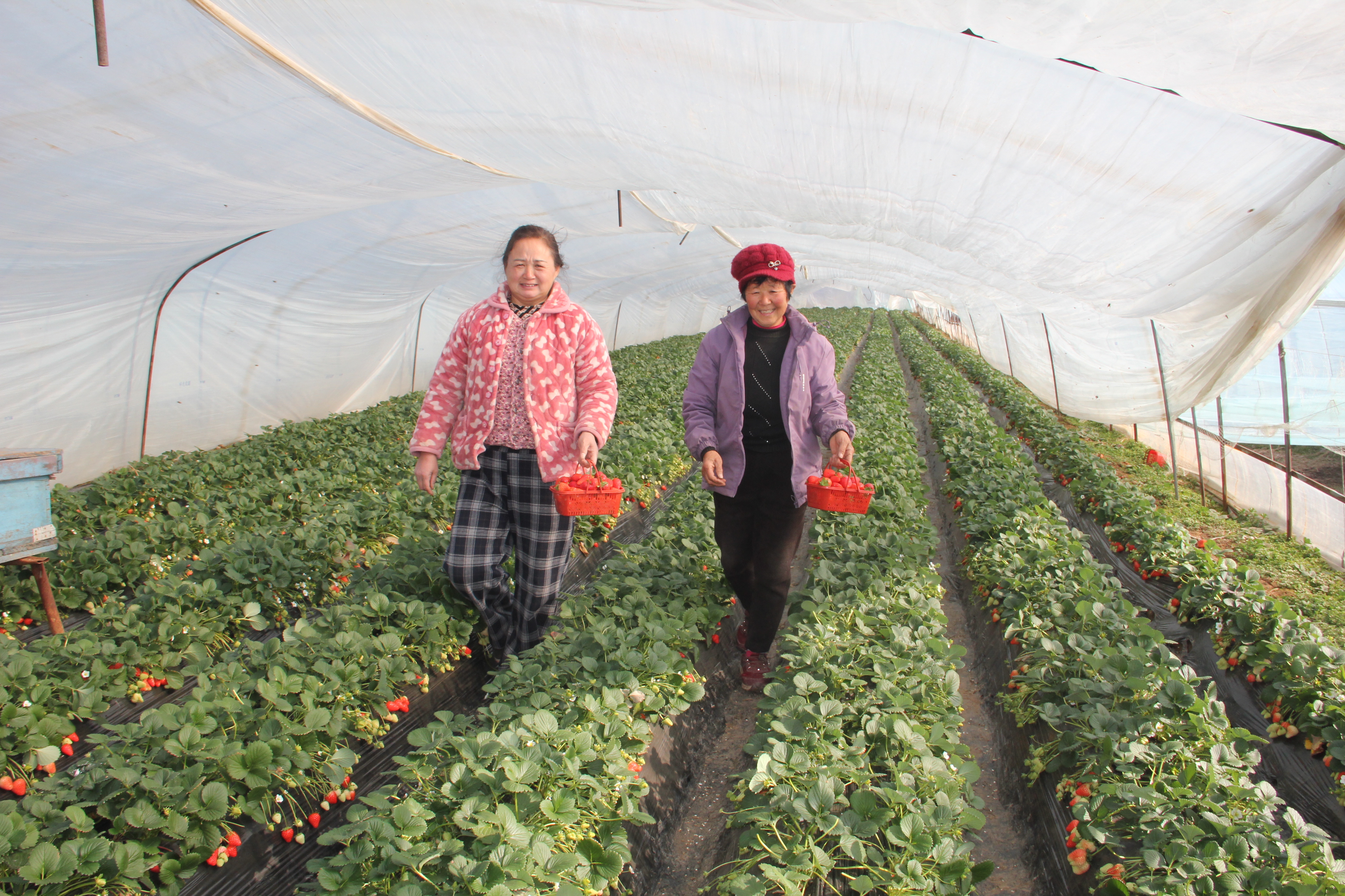 火红草莓 富农家