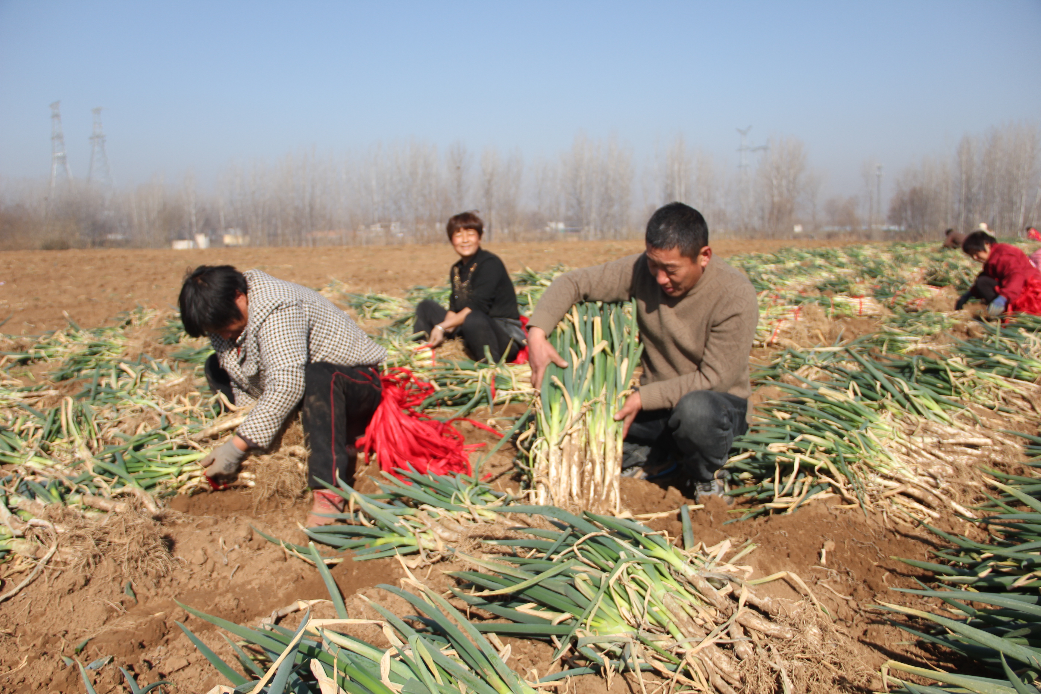 襄城县双庙乡 进一步调整农业结构 助农增收致富