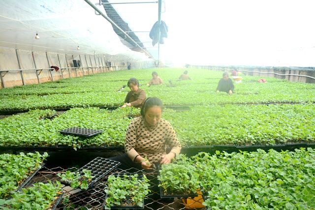 内黄县大力发展高效大棚蔬菜产业 着力绘就新时代田园画卷