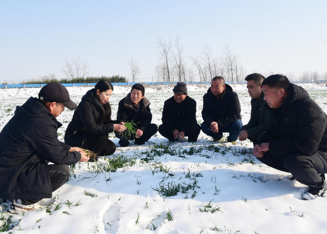 淮滨县组建10支农技应急服务小队 开展强降雪后农作物管护指导