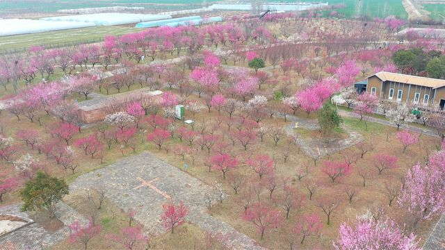 郑州公交 开通“梅好时光”“浪漫樱花”两条季节限定文旅巴士