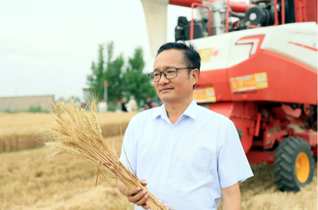 郑麦系列是黄淮海麦区农户的“定心丸” 郑麦188：郑麦系列的“新领导”
