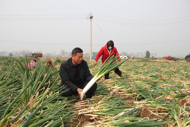 襄城县山头店镇调整农业产业结构 助力乡村振兴