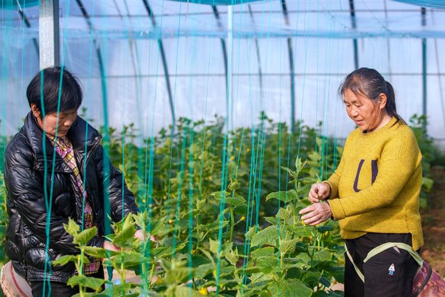 春分至   农事忙