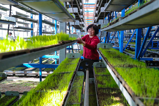 科技育秧 智能护航