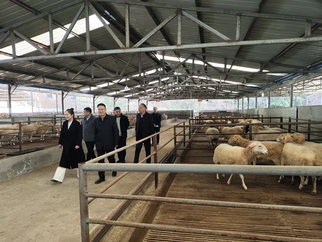 豫西肉羊产业“羊”帆起航