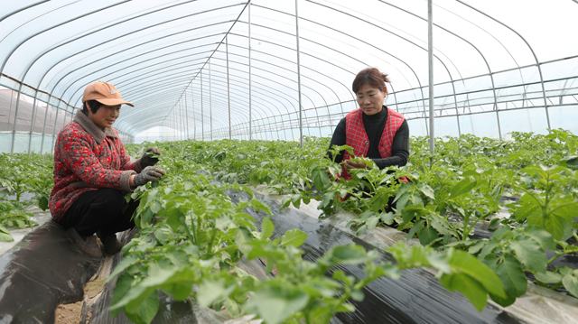柘城县陈青集镇梁楼村 土豆植株长势喜人