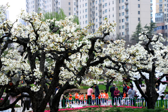 郑州世纪公园首届梨花展拉开帷幕