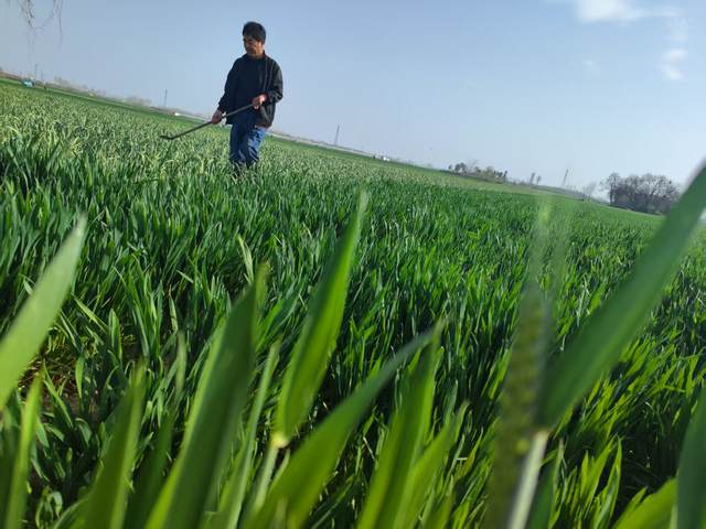 郑州市经开区黄店镇田间地头 农民抢抓农时