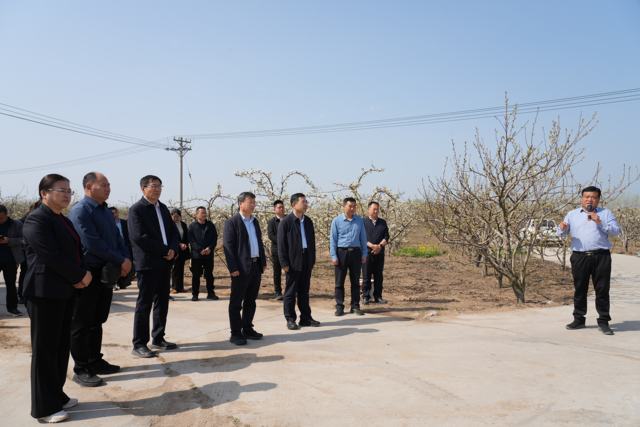 科技赋能 打通产销堵点 河南梨产业“双链模式”破土而出