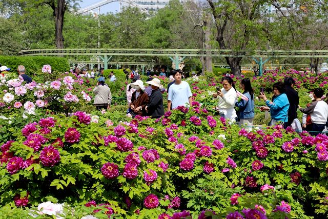 春风相邀  赏国色