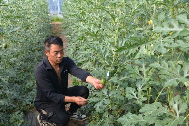 襄城县湛北镇大力调整农业产业结构 鼓励农民种植瓜果、蔬菜等增收致富