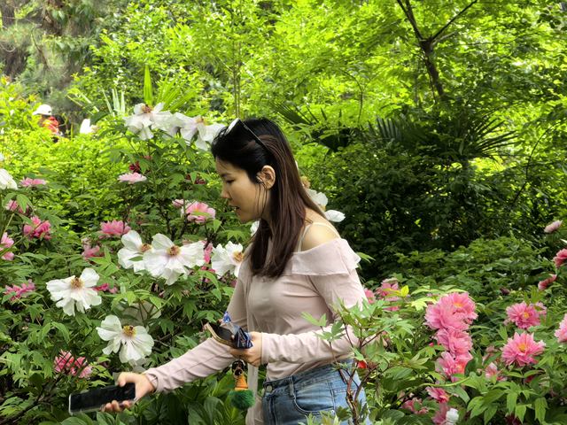 洛阳西苑公园内牡丹竞相绽放 进入盛花期