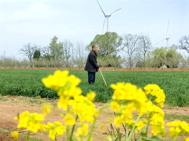 渑池县果园乡村民 确保夏粮丰产丰收