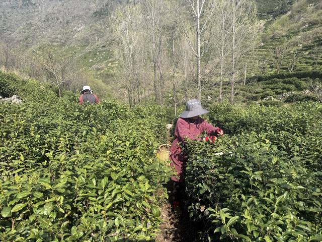 一叶成“链” 满园生“金”