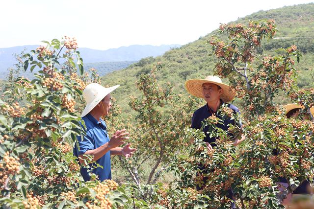 科技兴林守绿意 聚力“三农”促振兴 ——河南省林科院院长杨伟敏谈科技创新