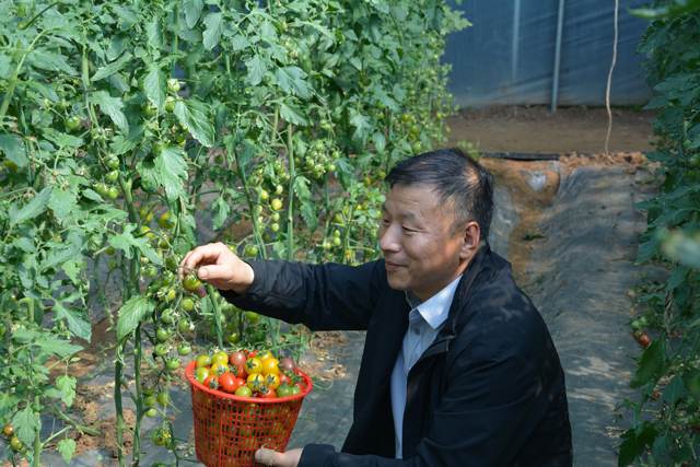 襄城县十里铺镇因地制宜 鼓励农民发展大棚蔬菜和瓜果种植 助推农民增收致富