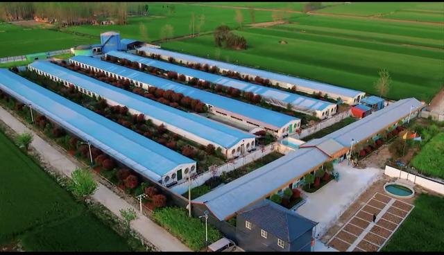 匠心守种四十载 生态育猪兴乡村 ——河南省大瑞农牧豫淮黑猪产业高质量发展之路