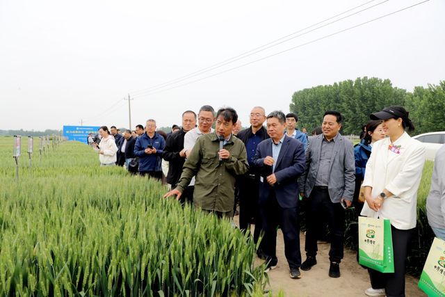 中原农谷种业成果转化推介暨小麦观摩月启动