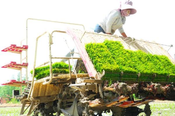 淮滨县淮河以南地区进入春稻插秧期