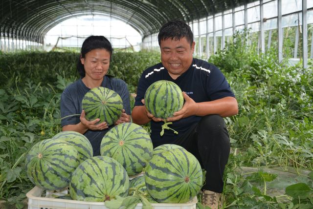 瓜果丰收农增收