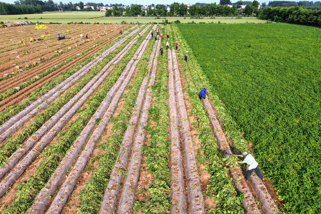 洛阳市洛龙区佃庄镇的2000余亩马铃薯种植田里绿意盎然