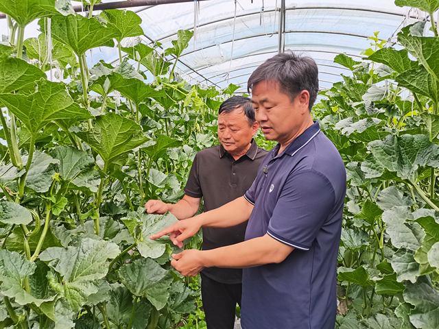 兰考县依托河南省农业科学院园艺研究所雄厚