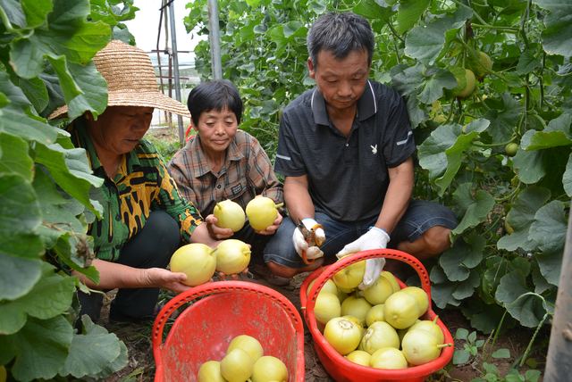 襄城县山头店镇持续提升产业链供应链管理水
