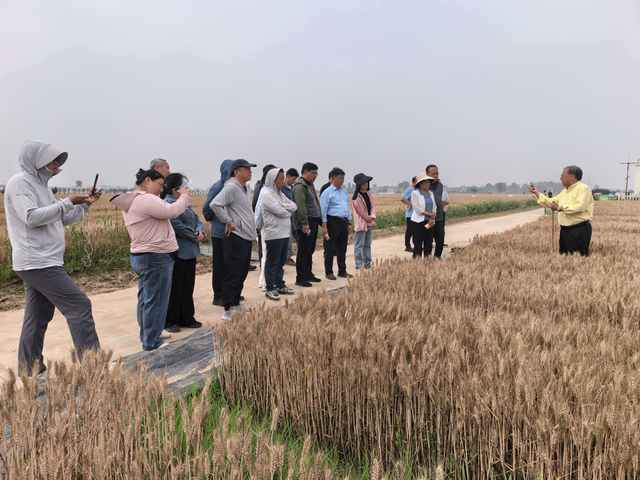 科研团队育出智慧 中原粮仓收获底气