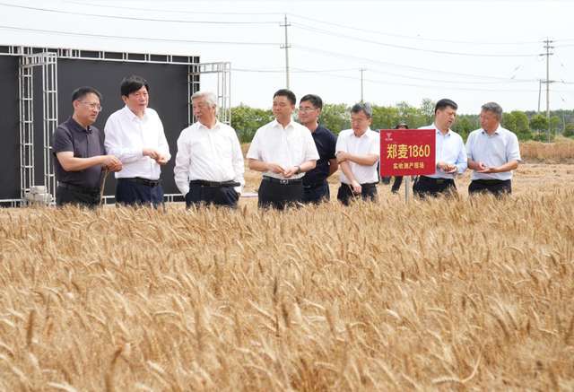 中原一粒种 江淮万担粮 郑麦1860在江苏连续五年实打测产亩产超800公斤