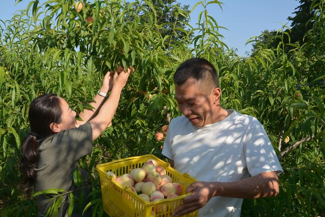 襄城县山头店镇水蜜桃进入成熟高峰期 一派喜人的丰收景象