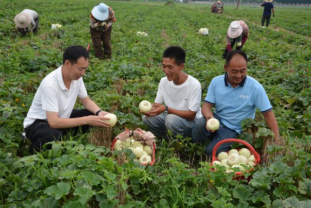 襄城县范湖乡 奏响乡村振兴“甜蜜乐章”