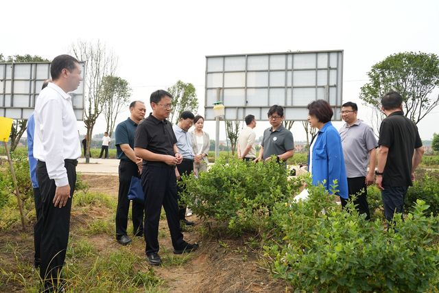 我省金银花绿色高效生产观摩会在淅川举办  渠首药飘香 生态富万家