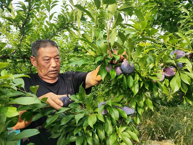 平顶山市湛河区 做优做强特色水果产业 助力