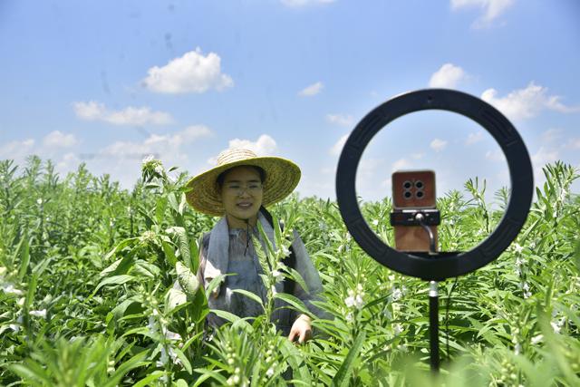 杞县五里河镇郝寨村芝麻种植基  连片芝麻植株长势喜人
