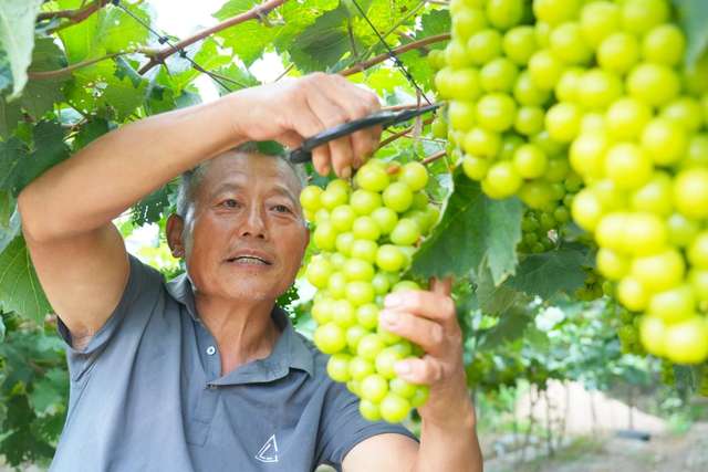淮滨县防胡镇胡元村 退休教师开启充实忙碌