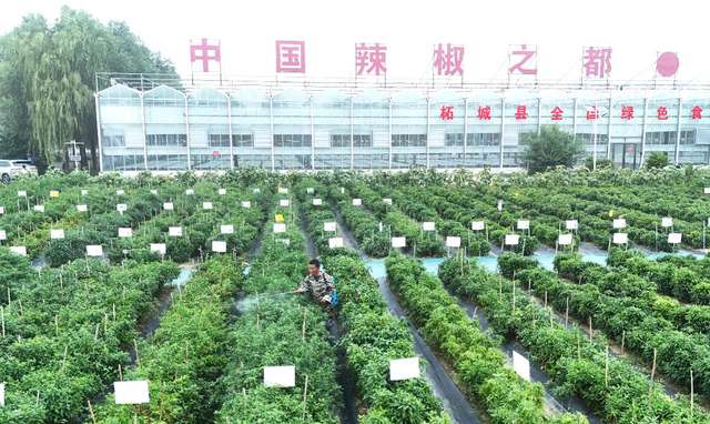 柘城县辣椒产业示范基地 全县辣椒产业提质
