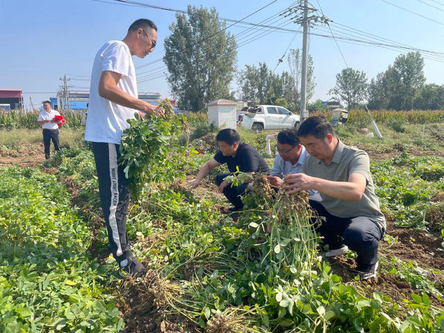 社旗县：打造花生大面积单产提升样板