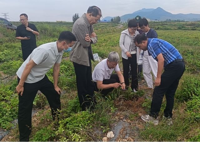 河南“优特计划”优质中药材专项现场观摩会召开 推动嵩县中药材标准化生产