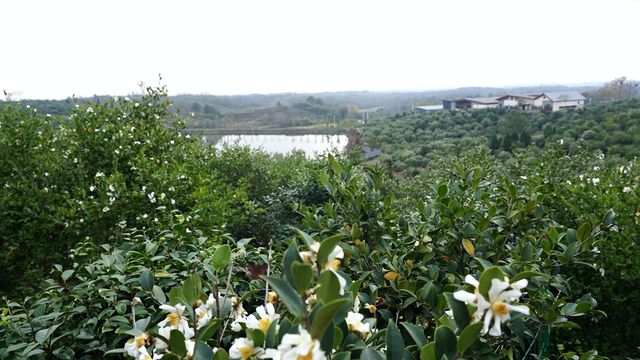 202411/22/0257441_31.jpg 图片 1.jpg