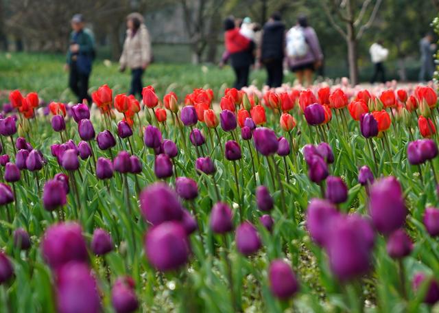 3月11日,人们在杭州太子湾公园观赏郁金香。