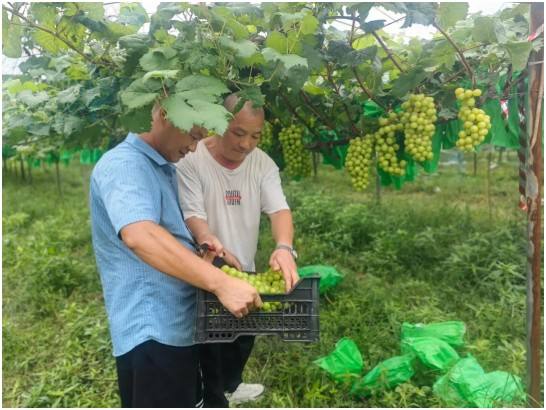 鹿邑县：“甜蜜产业”激活乡村振兴新动能
