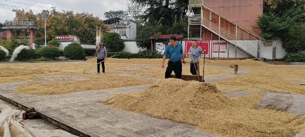 信阳市罗山县彭新镇：党建领航筑粮安 稻浪翻晒惠民生