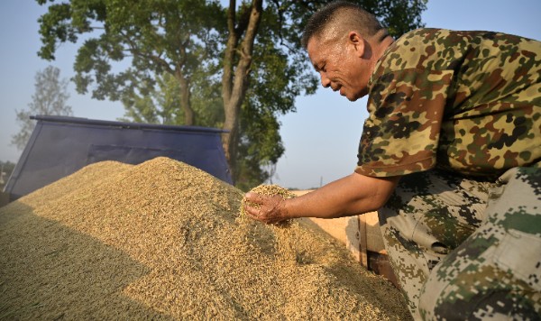 信阳新县：开足马力抢收 确保秋粮颗粒归仓
