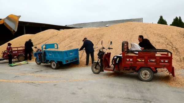 郸城：“烘干塔”昼夜不息 化身粮食“守护神”