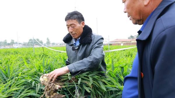 【乡村行 看振兴】项城市三店镇：生姜铺就致富路 乡村焕发新生机