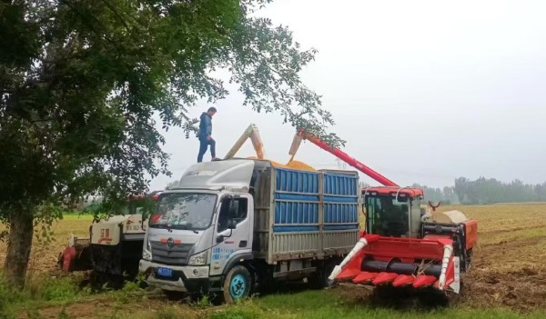 南阳市宛城区瓦店镇：党建引领聚合力 抢收抢烘保秋粮