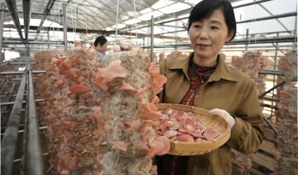 新县：小小“粉木耳” 变身“致富花”