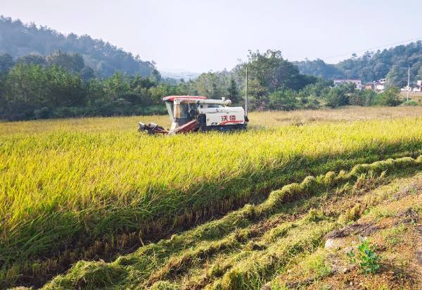 新县：秋雨无阻抢收忙 干群同心守护“金穗仓”