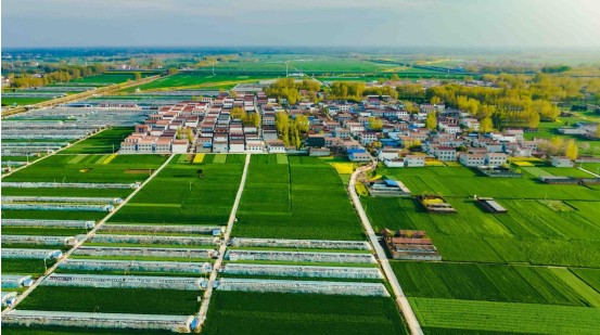 扶沟：“中原菜都”的“变”字答卷